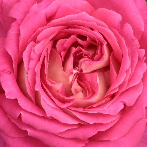 Růže online koupit v prodejně - Růžová - Bílá - Čajohybridy - diskrétní - Rosa  Tanger - Pedro (Pere) Dot - Krásně ukáže ve smíšených záhonech, vhodná i pro řezání do váz.